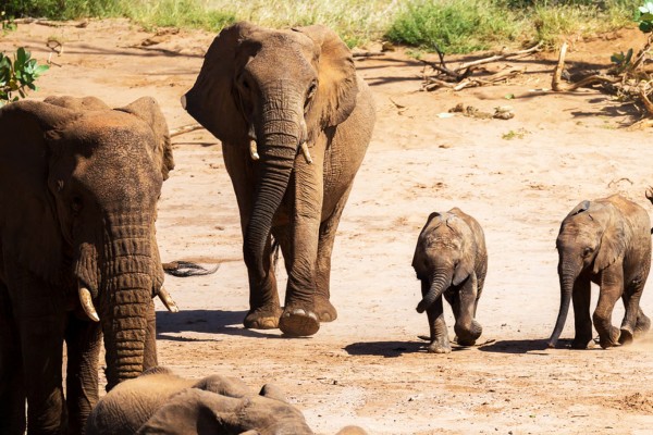 Safari Móvil en Botswana & Cataratas Victoria 2025