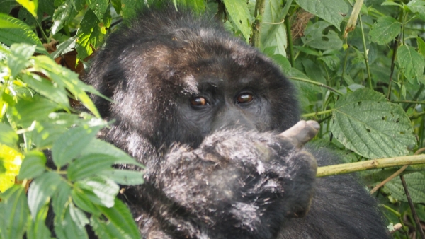 Uganda, Gorilas en la Niebla