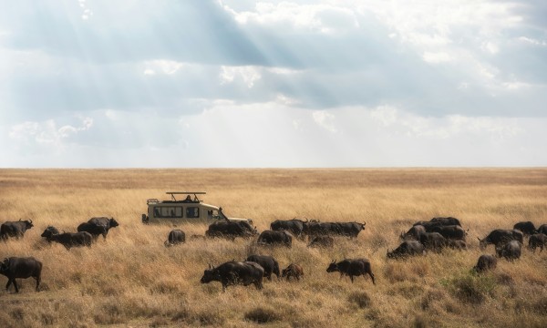 Tanzania, Safari Eco-Sostenible 2026