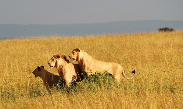 Safari combinado Kenia y Tanzania