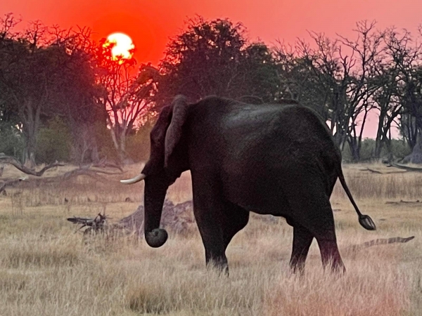 Safari Móvil en Botswana & Cataratas Victoria