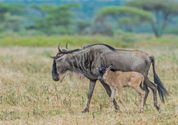 Tanzania, La Gran Migración y Nacimiento de Ñus, By Himba