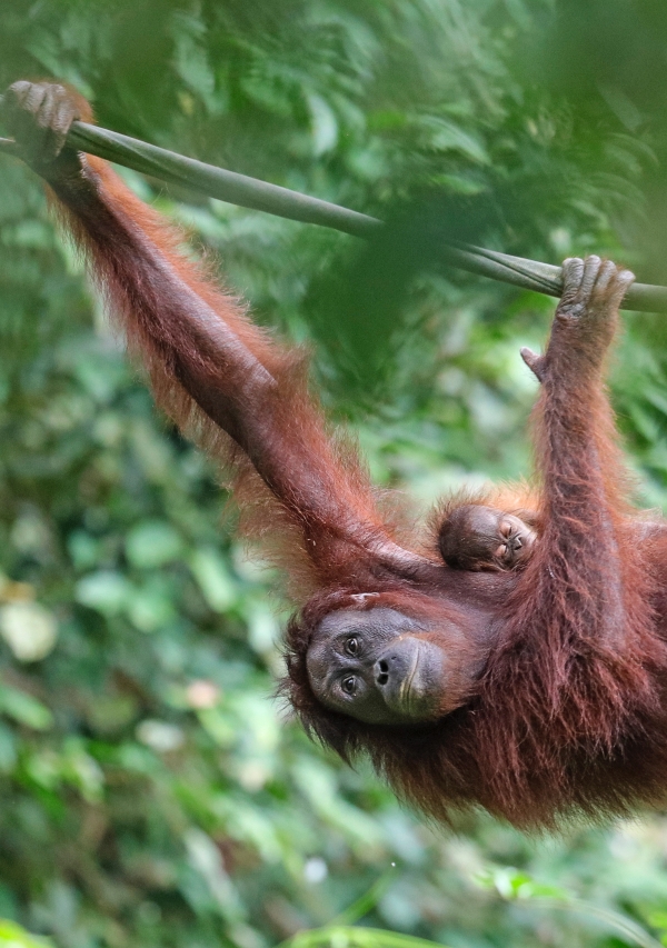 Malasia, y orangutanes en Borneo