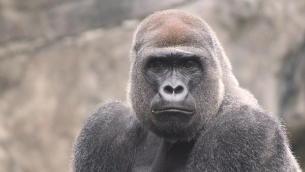 Gabón, Gorilas de sabana