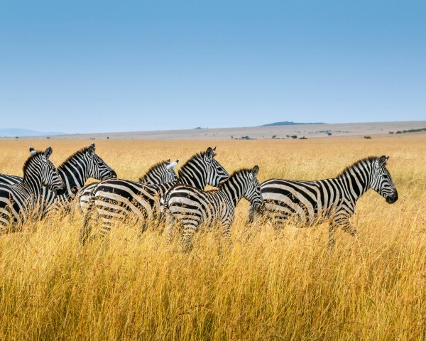 Navidades en Kenia