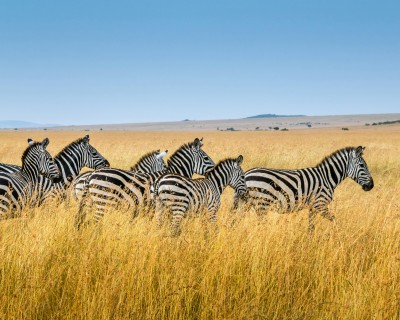 Navidades en Kenia