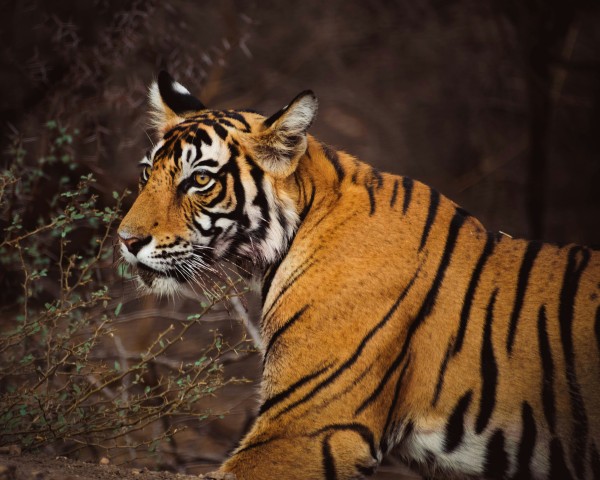 India, en busca del Tigre de Bengala