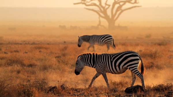 Kenya by himba. Safari & playas