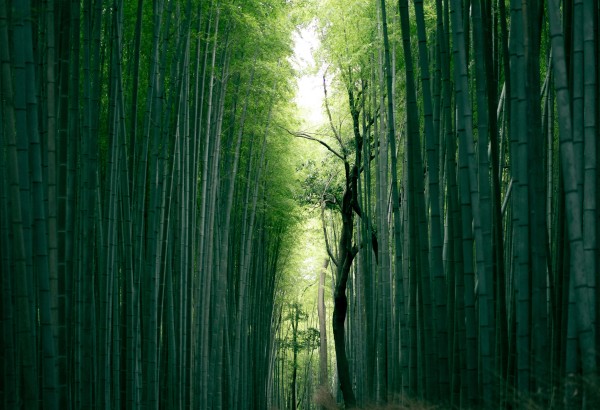 Japón by Himba con Hokkaido - A medida