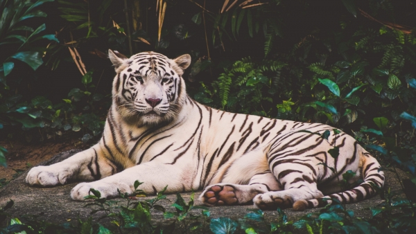 Safari India, en busca del Tigre de Bengala