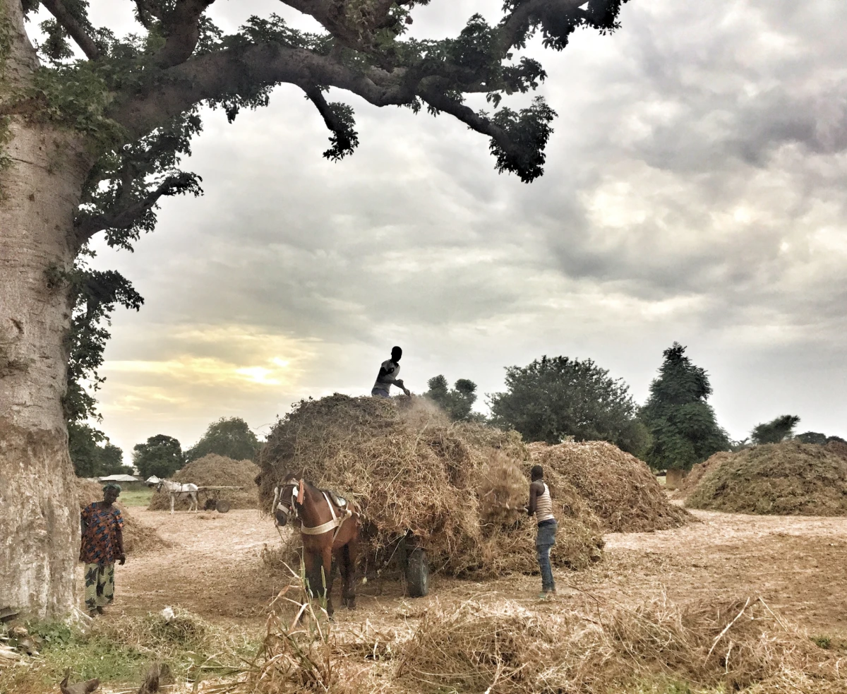 Senegal al completo, País Bassari y Casamance