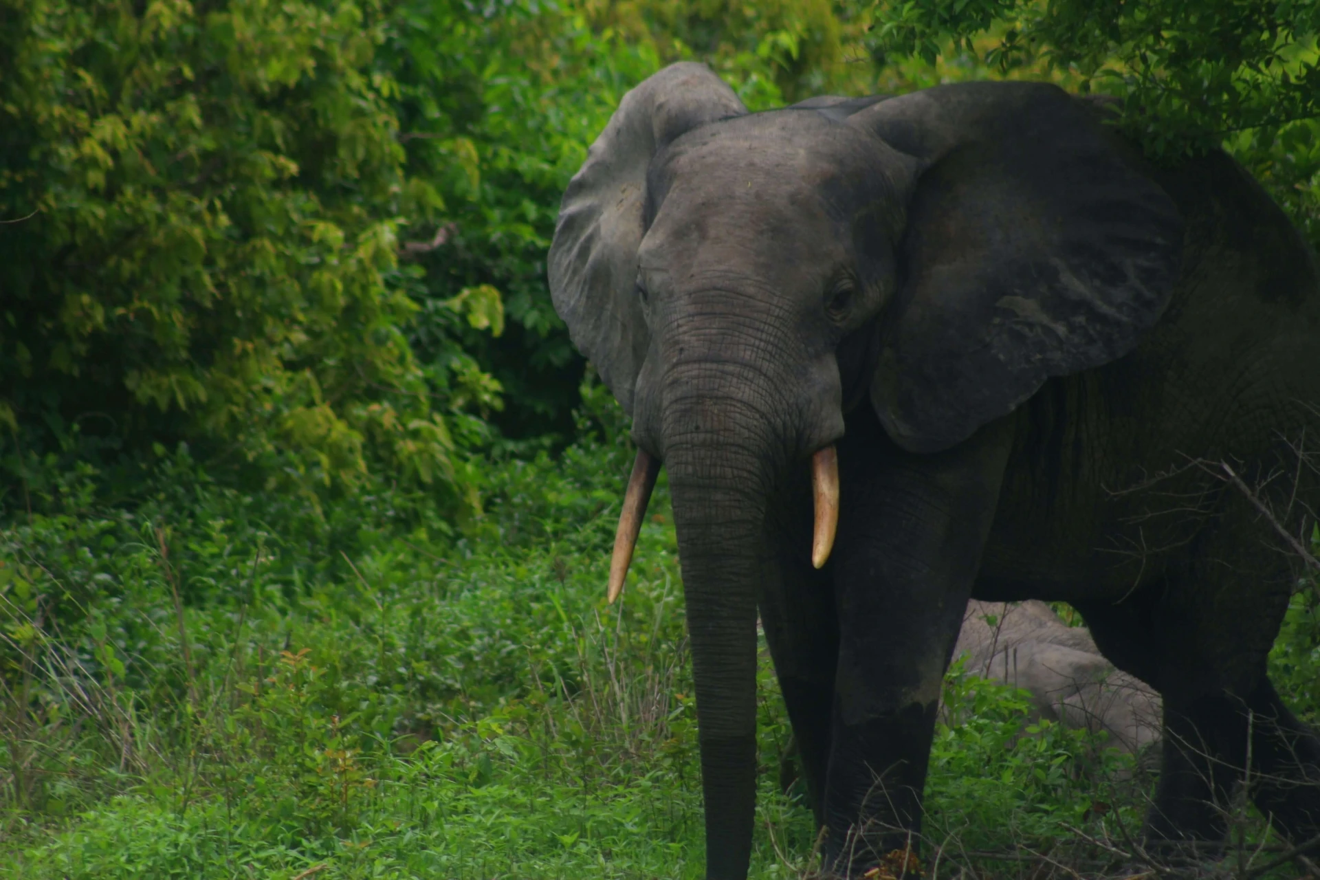 Ghana, la niña mimada de África