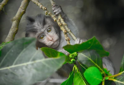 Safari en Bali e Islas Gilis