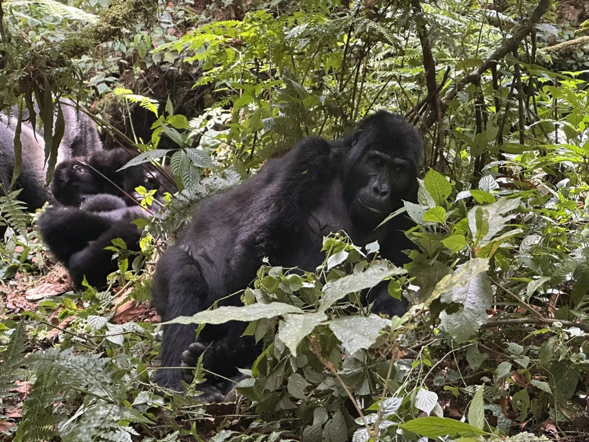 Uganda, Gorilas en la Niebla By Himba