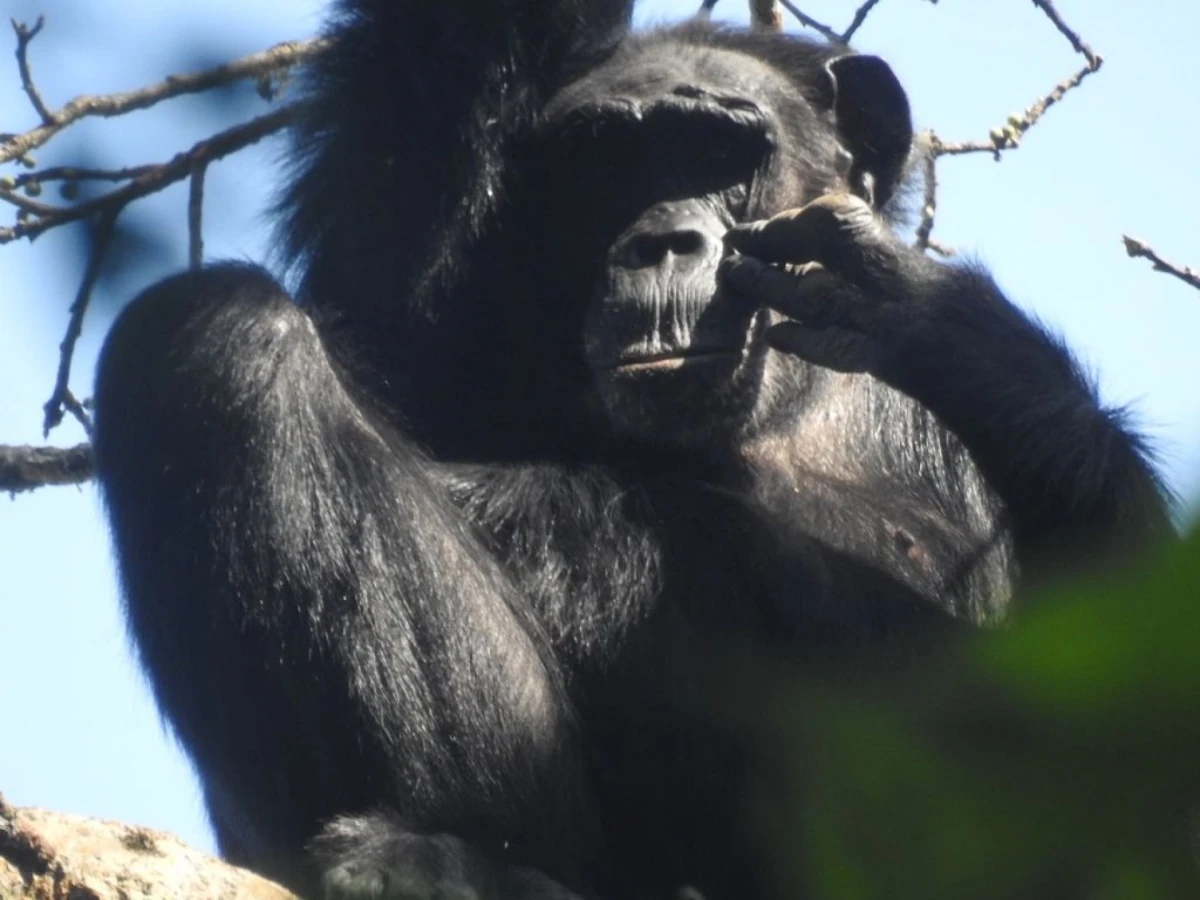 La Montañas de la Luna; Uganda & Ruanda
