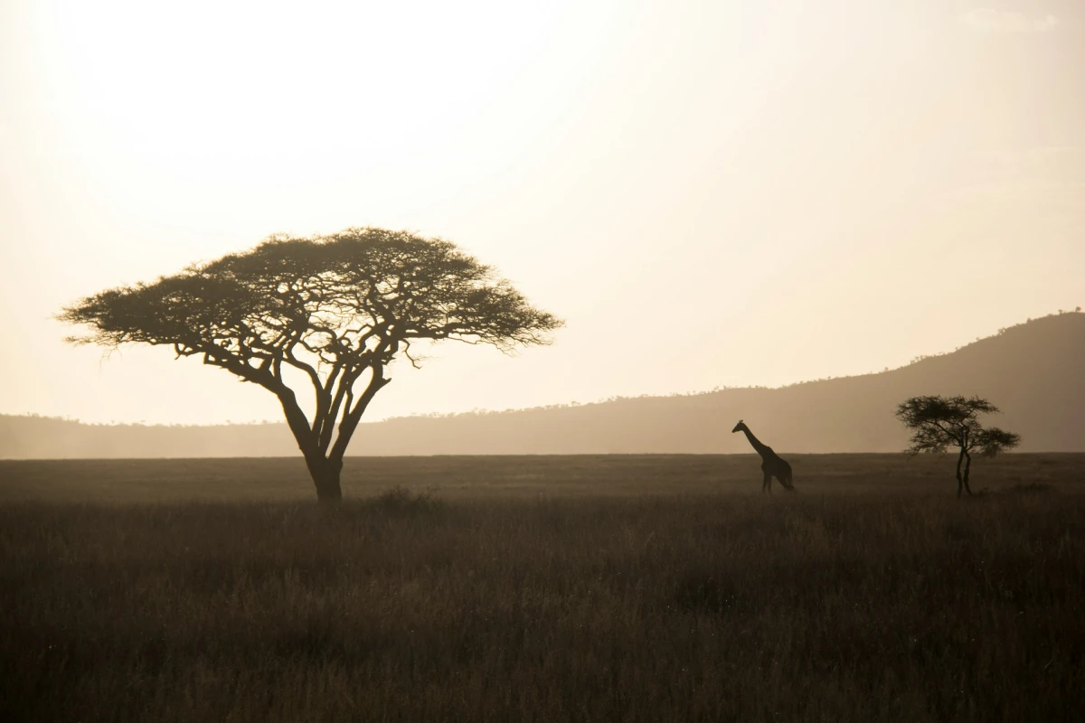 Kenia, Parques del Norte
