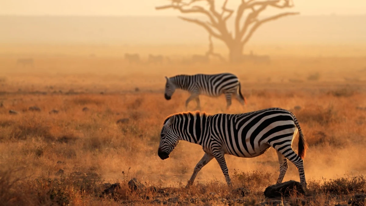 Kenya by himba. Safari & playas