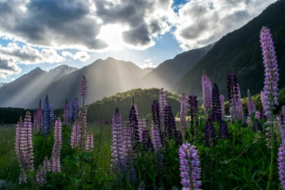 Explorando New Zealand, Fly & Drive
