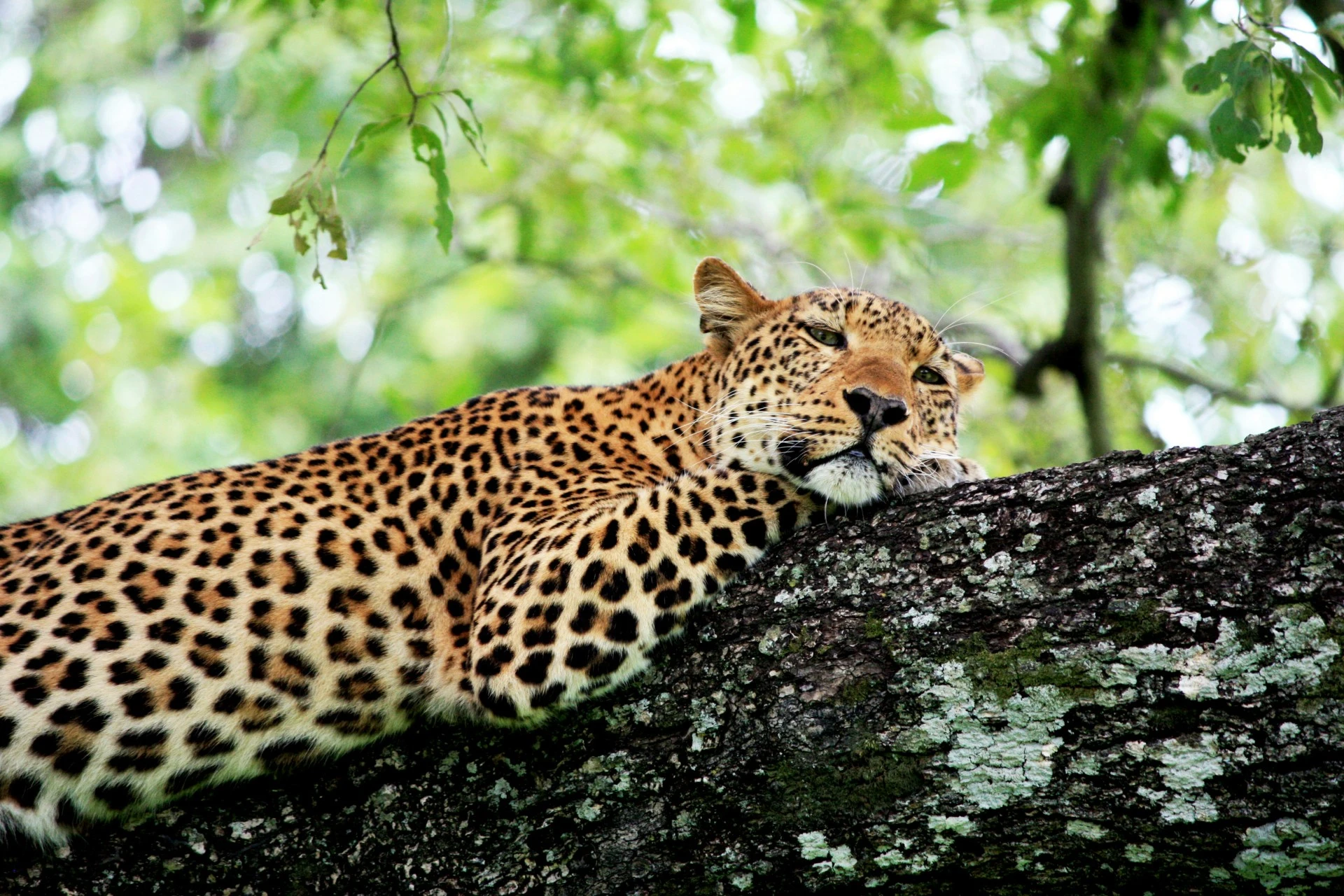 Safari en Zambia con Cataratas Victoria