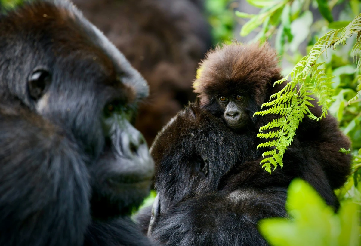 Uganda, Gorilas en la Niebla, By Himba