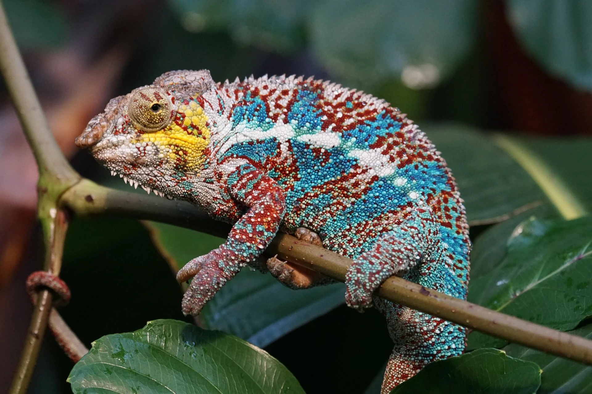 Fauna Malgache