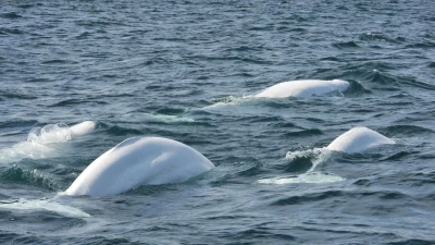 Canadá y ballenas