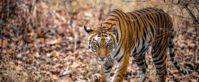 Safaris por la India 2026-27
