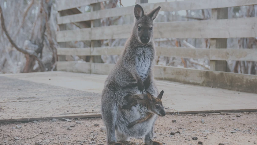 Viajes en Australia