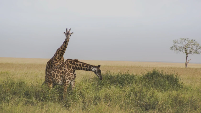 Viajes en Tanzania