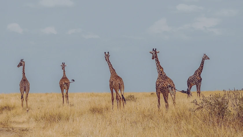 Viajes en Kenia