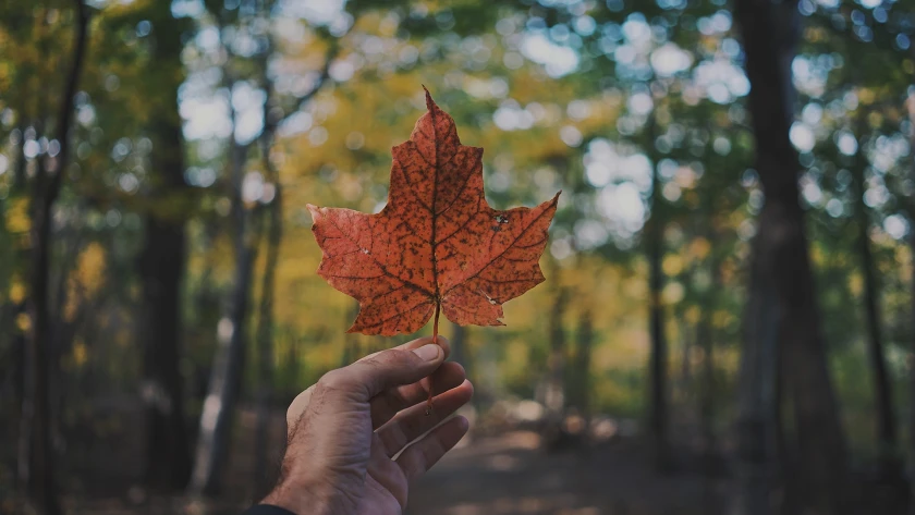 Viajes en Canada